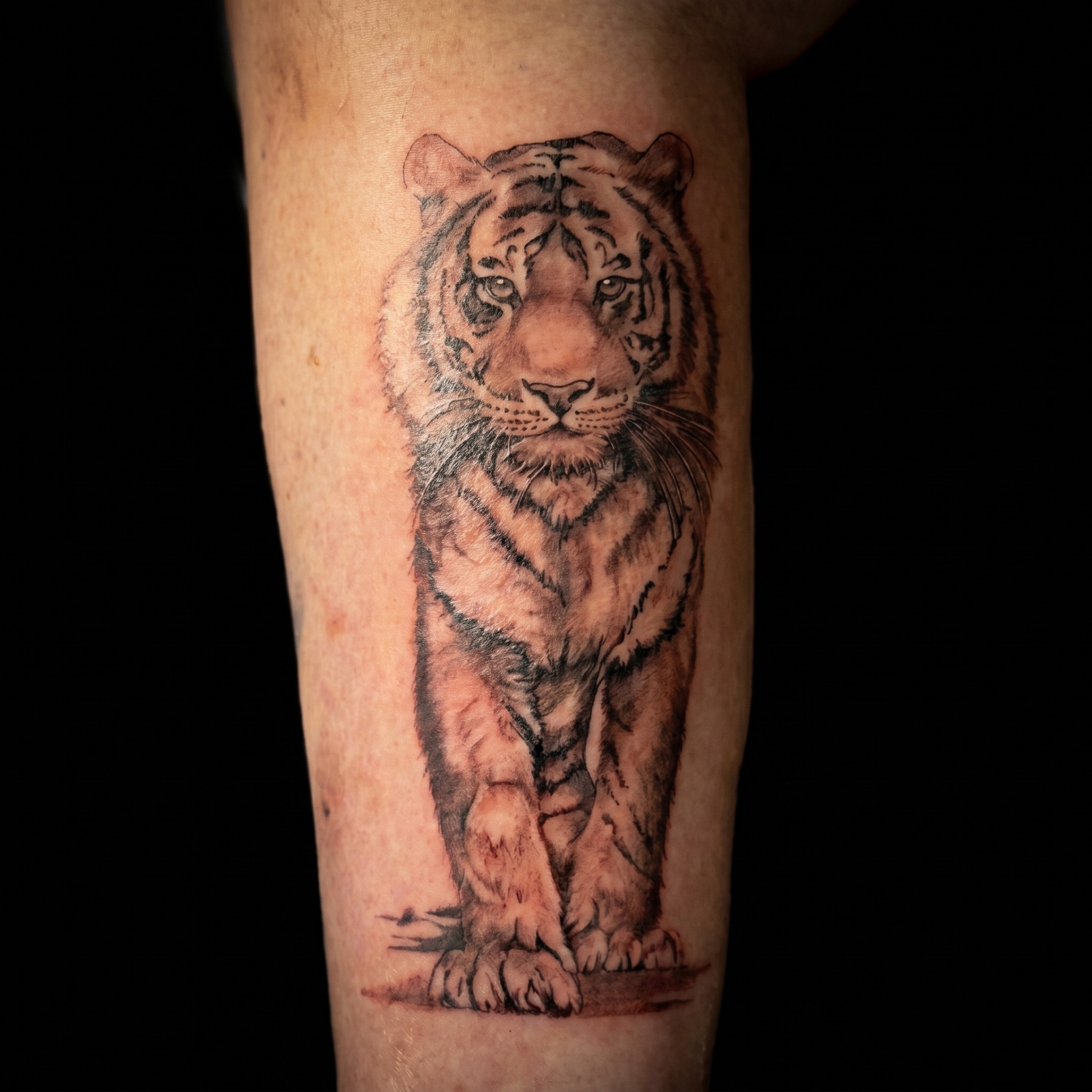 Black and grey roaring tiger portrait tattoo on an arm